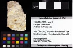 Foto (Objket + Etiketten) von Cengodromites ovale 